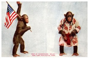Chimpanzee Baldy Carring American Flag , Dressed  Kimono