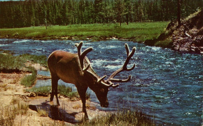 Bull Elk (Wapiti)