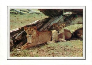 Kenya lionesses 1988 postcard butterfly franking stamps