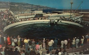 Marineland Oceanarium Dolphin Pool in Palos Verdes, California Vintage Postcard
