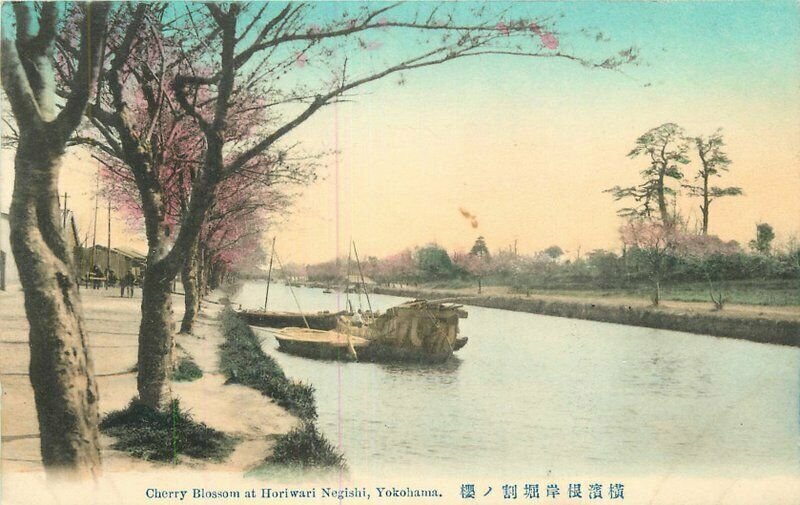 Japan C-1910 hand colored Cherry Blossom Horiwari Yokohama Postcard 22-1807