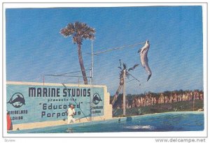 Trained Porpoise, Highjumps, Marine Studios, St. Augustine,  Florida,  40-60s