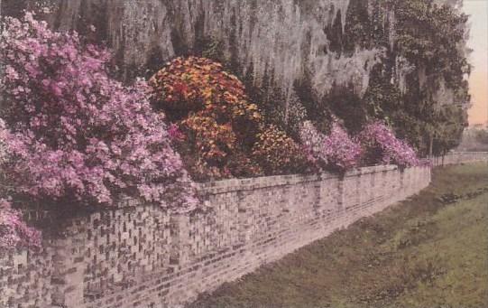 Middleton Place Gardens Charleston South Carolina Handcolored Albertype