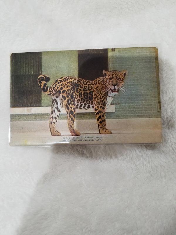 Antique Postcard, New York Zoological Park  Jaguar Senior Lopez