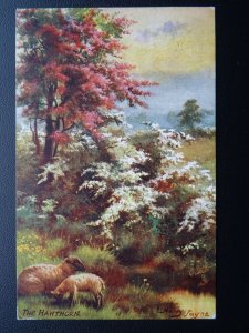 Spring Blossoms THE HAWTHORN - Harry Payne c1908 Postcard Raphael Tuck 9550