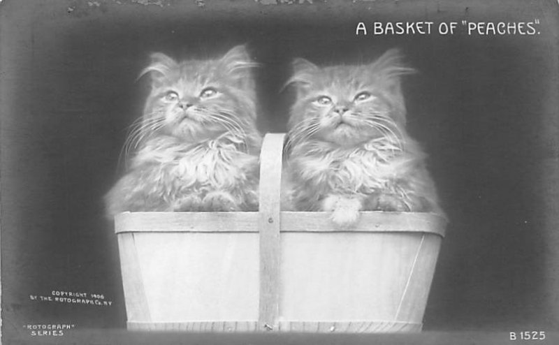 Basket of Peaches Cat Unused real photo