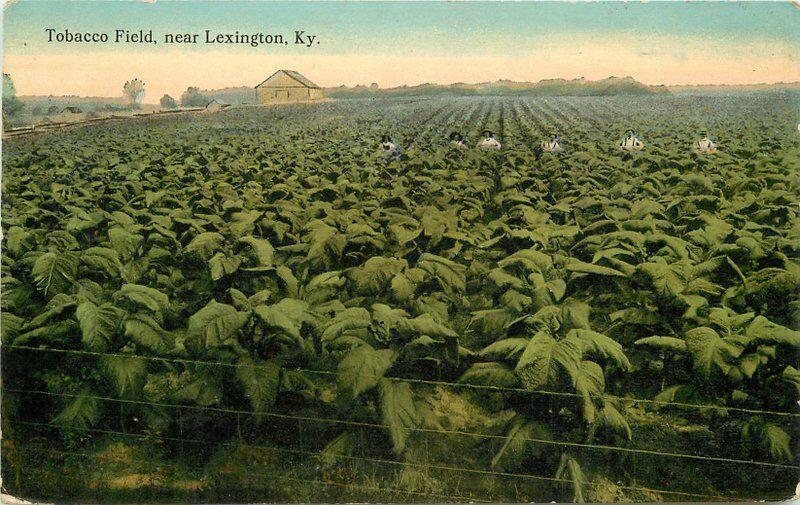 C-1910 Tobacco Field Lexington Kentucky Wrenn King Postcard Farm Agriculture 10