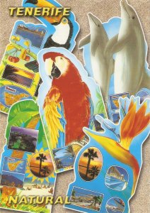 Animals. Views of Tenerife  Modern Spanish touristic postcard. Size 17 x 12 cm