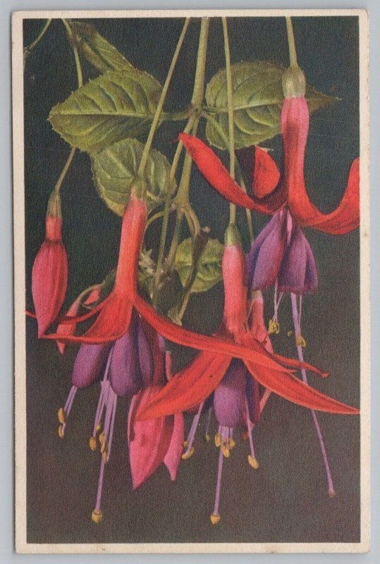 Flowers~Fuchsia~Flowering Plant~Petals As Swirling Skirts~Edition Stehli~Vtg PC 