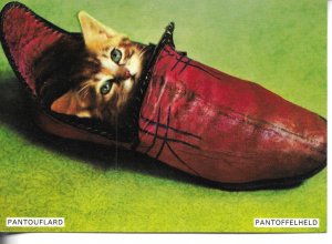Cat inside the slippers Modern Swiss photo postcard 1970s