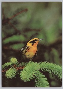 Animal~Blackburnian Warbler On Pine Branch~Continental Postcard 