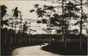 PC SINGAPORE, ROADSIDE PALM TREES, Vintage REAL PHOTO Postcard (b31245)