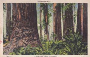 California Santa Cruz County Forest Primeval In The California Re...