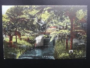 Australia SYDNEY Botanical Gardens - Old Postcard by E.F.A. View Series
