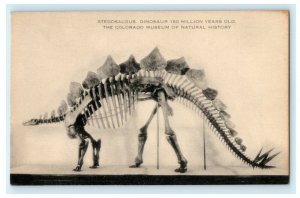 Stegosaurus Exhibit Colorado Museum Natural History Denver Vintage Postcard 