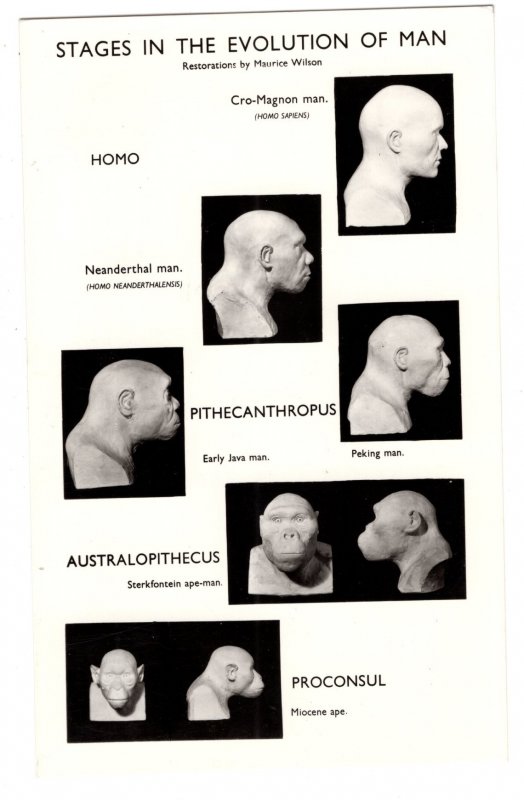 Stages of the Evolution of Man, British Museum, Used 1970