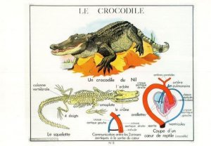 The Crocodile Reptile Skeleton Old School College Chart Postcard