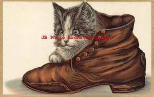 Beautiful Cat Climbing inside Old Brown Shoe