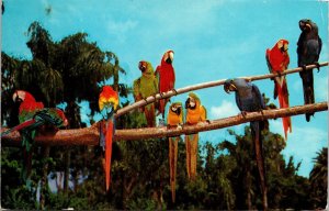 Macaws Tropical Florida Palms Sarasota Jungle Gardens Postcard PM Fort Myers FL  