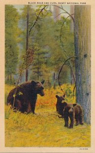 Black Bear with Cubs - Banff National Park AB, Alberta, Canada - Linen