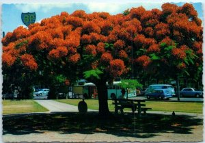 M-12112 Poinciana Tree Australia