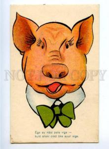 3161247 Dressed PIG w/ Green Bow COMIC vintage colorful PC
