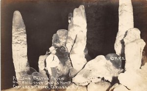 Arizona Cactus Patch Real Photo - Carlsbad Cavern, New Mexico NM  