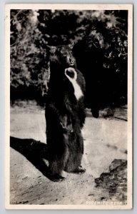 RPPC Yosemite Bear Standing For Photo Postcard U25