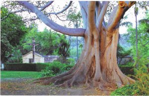 Planted in 1910 Massive Australian Fig Tree Mission Santa Barbara California