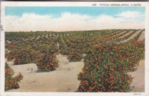 Florida Trees Typical Orange Grove 1934 Curteich