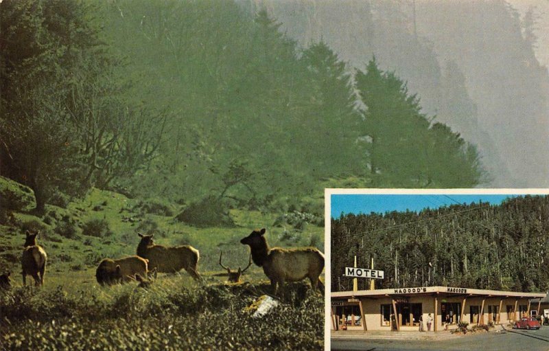 HAGOOD'S MOTEL Orick, CA Roosevelt Elk Gold Bluff Beach c1960s Vintage Postcard