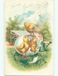 Divided-Back EASTER CHICK SCENE Cute Postcard AA1062