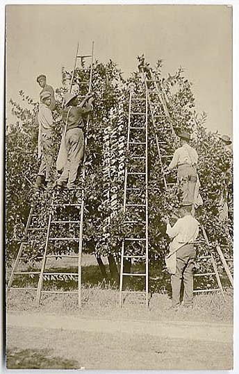 Crescent City FL Black Negro Orange Grove Pickers RPPC Real Photo Postcard