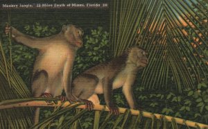 Vintage Postcard Monkey Jungle Natural Hammock Near Goulds Florida Tichnor News
