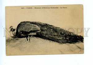 544334 FRANCE Bird Peacock Peafowl ZOO Vintage postcard