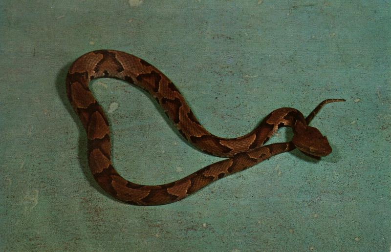 Snake - Copperhead