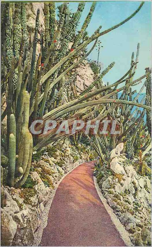 Old Postcard Jardin Exotique de Monaco Pilocerous Lanatus and Comets Cereus P...