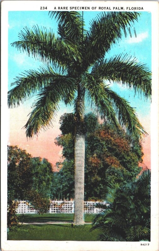 USA A Rare Specimen Of Royal Palm Florida Vintage Postcard 05.25
