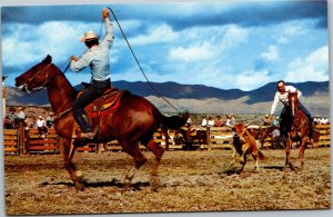 Postcard Men on horseback roping a calf