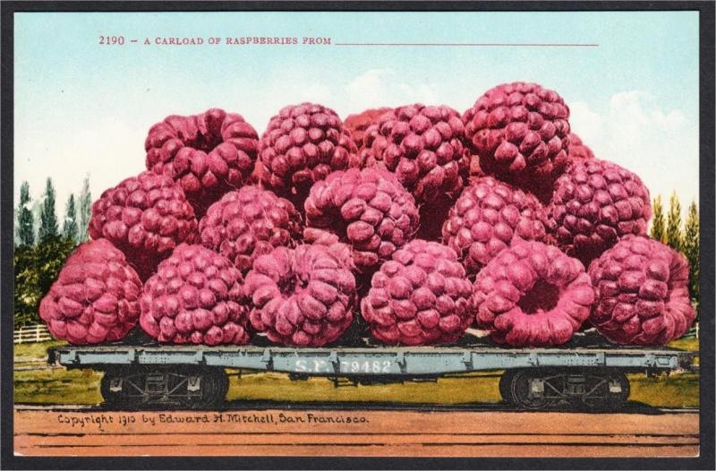 A Carload of Raspberries Southern Pacific Railroad Exaggeration Postcard 1910s