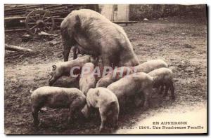 Old Postcard Pig Pig In Auvergne A large family
