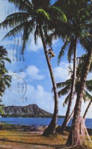Tree Climber Waikiki Hawaii HI Diamond Head Volcano c1964 Vintage Postcard D10c