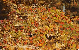 Butterfly Trees at Pacific Grove Pacific Grove California  