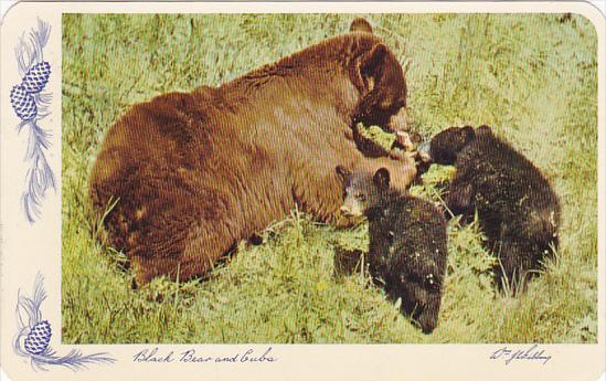 Canada Black Bear and Cubs Rocky Mountains British Clumbia