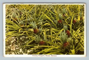 Nassau Bahamas, Growing Pineapples, Vintage Postcard