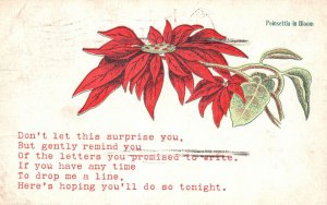 Vintage Postcard 1911 Don't Let This Surprise You Greetings Poinsettia Blooms