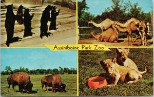 Assiniboine Park Zoo Winnipeg MB Manitoba Bears Camels Lions Cubs Postcard D85