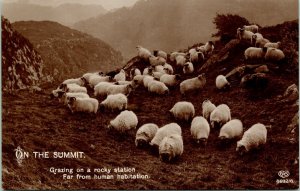 RPPC Sheep on Rocky Mountain Summit EAS Real Photo Postcard