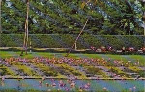 Florida Miami Flamingos At Flamingo Island Hialeah Park