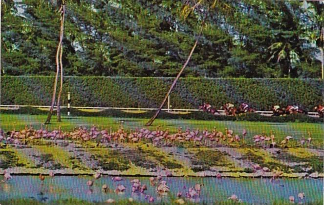 Florida Miami Flamingos At Flamingo Island Hialeah Park